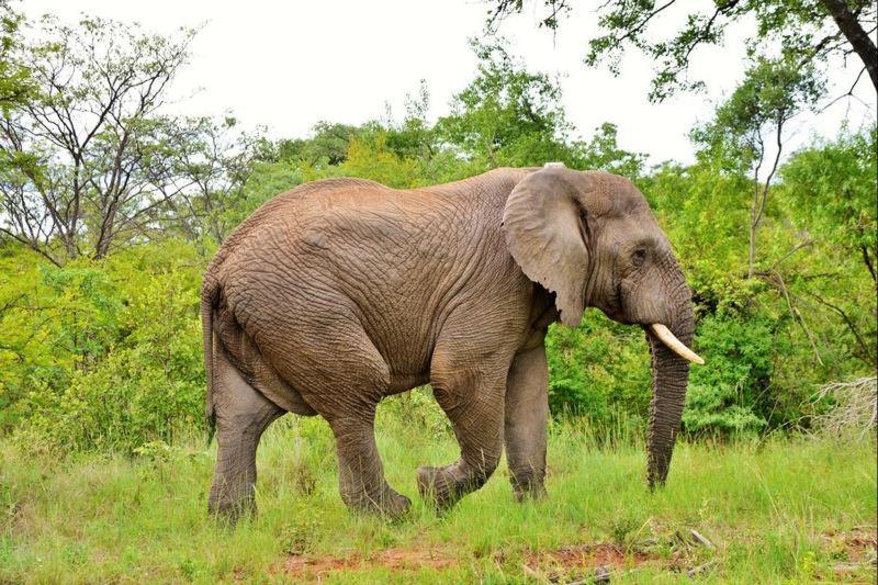 Апартаменти Bushtime Mabula Mabula Game Reserve Екстер'єр фото